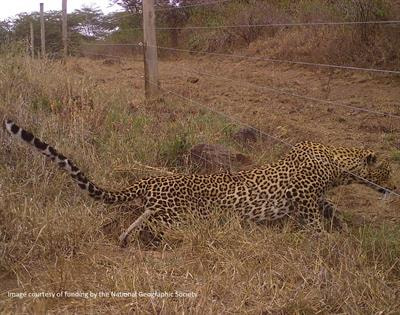 Cover image for research topic "Disentangling the Complexity of Fence Effects on Wildlife and Ecosystems"