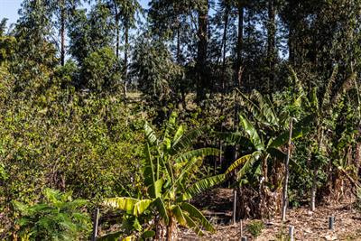Cover image for research topic "Impact of Anthropogenic Disturbances on Agroforestry Ecosystems"