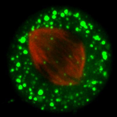 Cover image for research topic "GTPases regulate mitotic cell logistics"