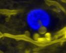 Cover image for research topic "Frontiers in Synaptic Plasticity: Dendritic Spines, Circuitries and Behavior"