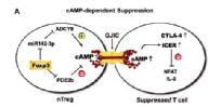 Cover image for research topic "The Molecular Mechanisms of cyclic AMP in regulation of immunity and tolerance"