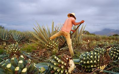 Cover image for research topic "The Role of Agave as Feedstock within a Sustainable Circular Bioeconomy"