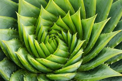 Cover image for research topic "Phytotherapeutic Alternatives in Veterinary Medicine: Vol II"