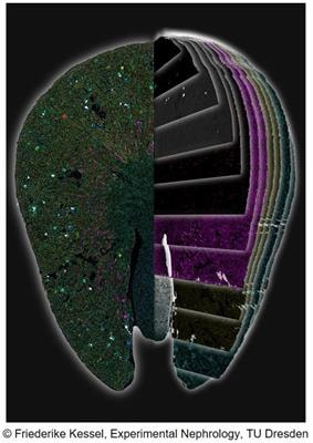 Cover image for research topic "Recent Advances on Renoprotection and Kidney Regeneration"