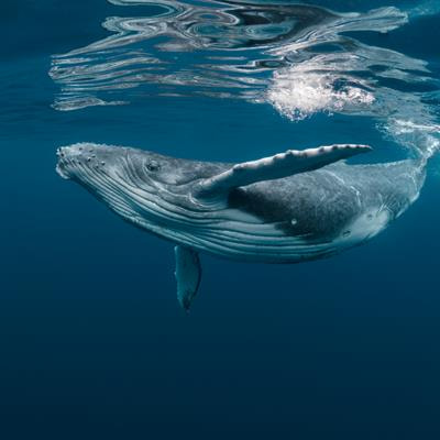 Cover image for research topic "Towards 2030: Sustainable Development Goal 14: Life Below Water: A Communication Perspective"