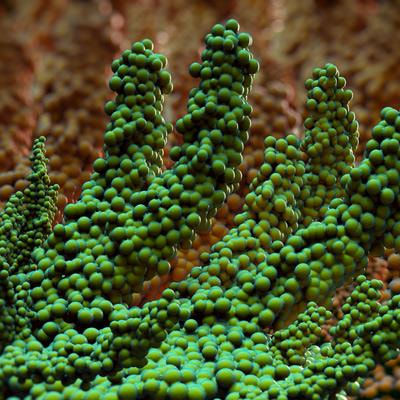 Cover image for research topic "Mechanisms of Biofilm Development and Antibiofilm Strategies"