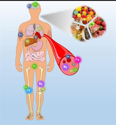 Cover image for research topic "Bioactive Compounds in Mineral Bioavailability: Activities, Structures and Mechanisms"