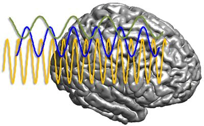 Cover image for research topic "Brain Oscillations in Human Communication"