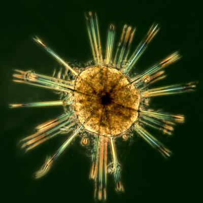 Cover image for research topic "Microbes from Marine Distinctive Environments"