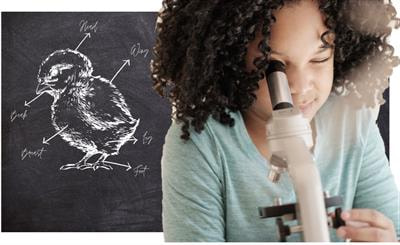 Cover image for research topic "Women in Avian Physiology: 2022"