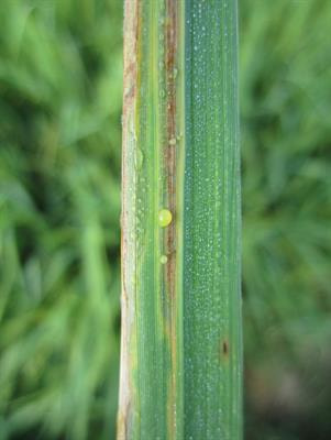 Cover image for research topic "The Role of Nitrate in Plant Response to Biotic and Abiotic Stress"
