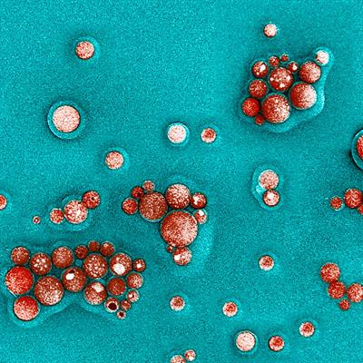 Cover image for research topic "Nanoparticles: Phytostimulatory and/or Phytotoxic Influences"