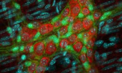 Cover image for research topic "Novel cellular interactions regulating the neural control of the intestines"