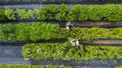 Cover image for research topic "Measuring and Monitoring Climate-Smart Food Systems"