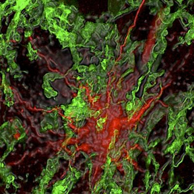 Cover image for research topic "Glial Cells: Managers of Neuro-immunity"