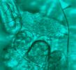 Cover image for research topic "Harnessing useful rhizosphere microorganisms for pathogen and pest biocontrol"