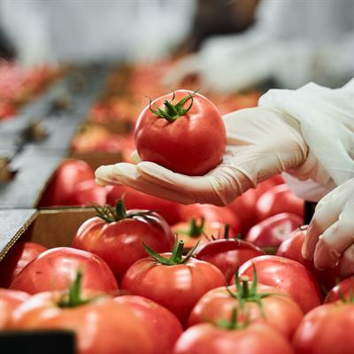 Cover image for research topic "Pre-and Postharvest Treatment with Elicitors on the Development of Bioactive Compounds and Nutritional Quality of Fruit and Vegetables"