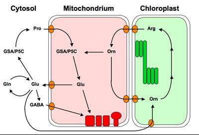 Cover image for research topic "Amino acids of the glutamate family: Functions beyond primary metabolism"