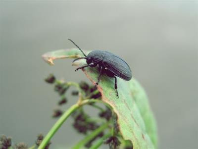 Cover image for research topic "Integrated Pest Management Strategies for Sustainable Food Production"