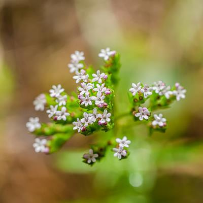 Cover image for research topic "Applications of Herbal Medicine to Control Chronic Kidney Disease: Volume II"