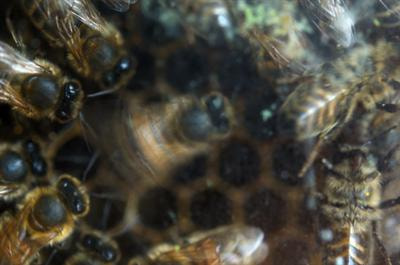 Cover image for research topic "Ballroom Biology: Recent Insights into Honey Bee Waggle Dance Communications"
