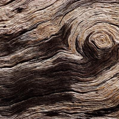 Cover image for research topic "Wood Decomposition: Mechanisms and Prevention Strategies"
