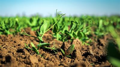Cover image for research topic "Role of Shoot-Derived Signals in Root Responses to Environmental Changes"
