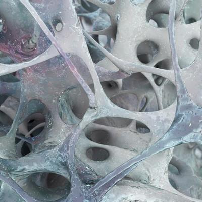 Cover image for research topic "Basic Research on Bone Development, Bone Homeostasis, and New Strategies on Bone Regeneration"