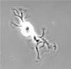 Cover image for research topic "Neuronal Mechanics and Transport"