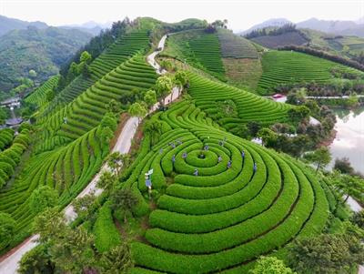 Cover image for research topic "Mineral Nutrients on Tea Yield and Quality Formation"