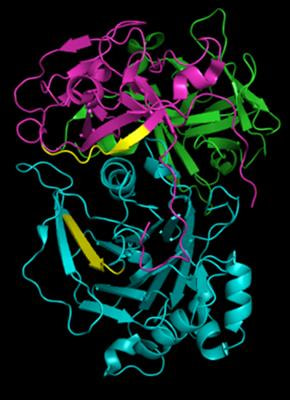 Cover image for research topic "Mechanisms utilized by Cytolethal Distending Toxins to perturb host cell function and vitality"