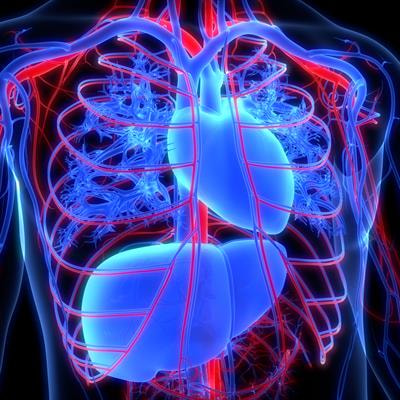 Cover image for research topic "Right Ventricular Failure: Current Strategies and Future Development"
