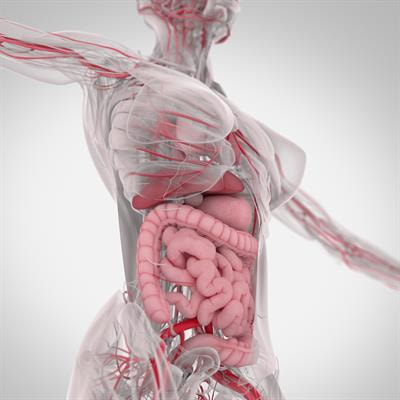 Cover image for research topic "Microbiome in IBD: From Composition to Therapy Vol II"