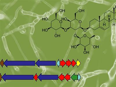 Cover image for research topic "Secondary Metabolism: An Unlimited Foundation for Synthetic Biology"