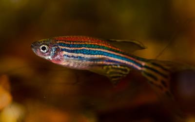 Cover image for research topic "Recent Advances in Fish Microbiome in Light of Multi-omics Approaches"