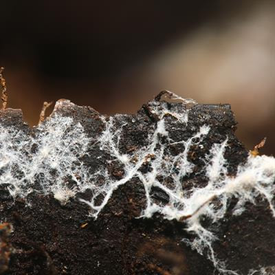 Cover image for research topic "Arbuscular Mycorrhiza-Mediated Augmentation of Plant Secondary Metabolite Production"