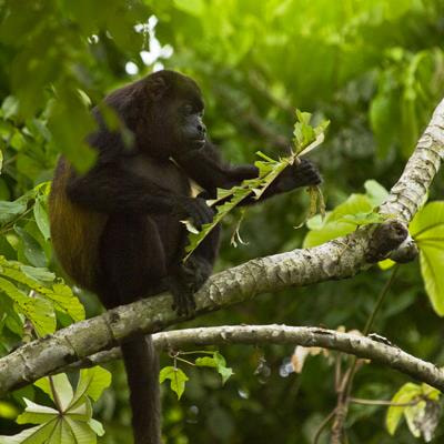 Cover image for research topic "Evolutionary Ecology of Plant Defenses and Herbivore Interactions in the Tropics: From Molecules to Communities"
