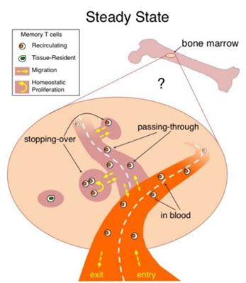 Cover image for research topic "Bone marrow T cells at the center stage in immunological memory"