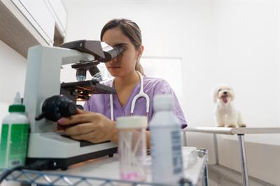 Cover image for research topic "Insights in Veterinary Infectious Diseases: 2022"