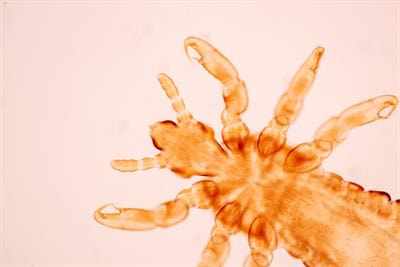Cover image for research topic "Parasitism: The Good, The Bad and The Ugly"