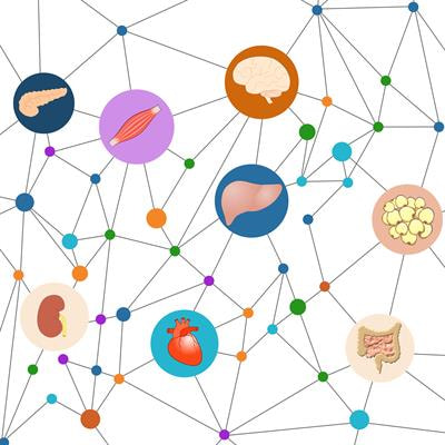 Cover image for research topic "Metabolic Miscommunication Among Organs: The Missing Links"