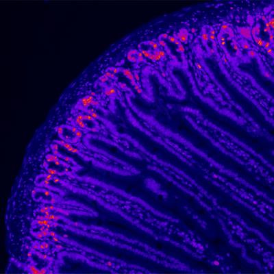 Cover image for research topic "3D Organoid and Organ-On-A-Chip and their Applications for Virology and Antiviral Research"