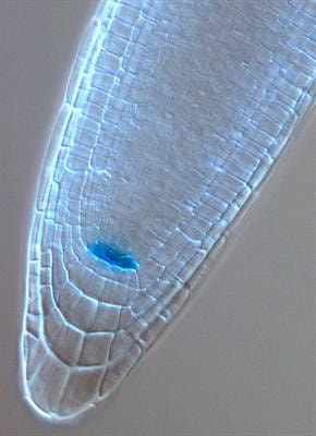 Cover image for research topic "Plant Stem Cells"