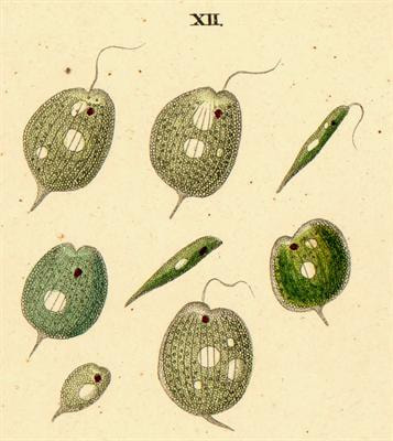 Cover image for research topic "Evolution, Phylogeny and Systematics of Euglenozoa"