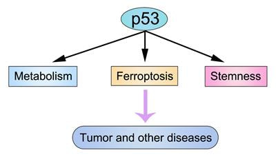 Cover image for research topic "Role of p53 in Cell Metabolism, Ferroptosis, and Stemness"