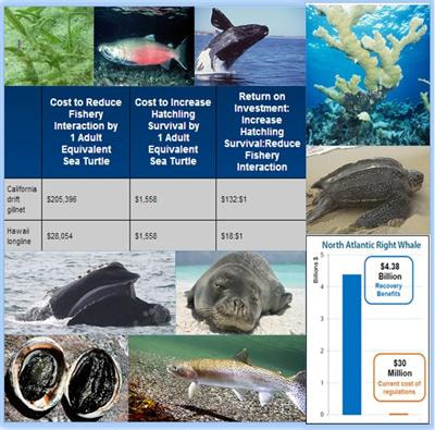 Cover image for research topic "The Economics of Protected Marine Species:  Concepts in Research and Management"