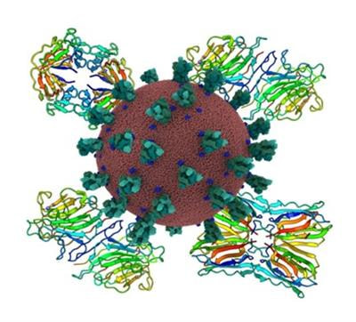 Cover image for research topic "Lectins from plants, algae, fungi, bacteria and animals as potential therapeutic tools for SARS-CoV-2 and other pathogenic enveloped viruses, in a “one-health” perspective"