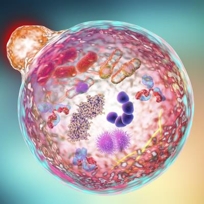 Cover image for research topic "Emerging Mechanistic Insights of Selective and Non selective Autophagy in Liver and Gut Diseases and Their Treatment Strategies in the Era of COVID-19"
