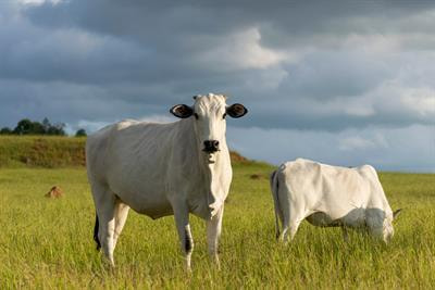 Cover image for research topic "Vetinformatics: An Insight for Decoding Livestock Systems Through In Silico Biology"