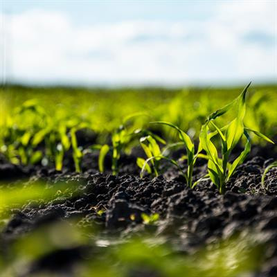 Cover image for research topic "Emerging Frontiers of Microbial Functions in Sustainable Agriculture"